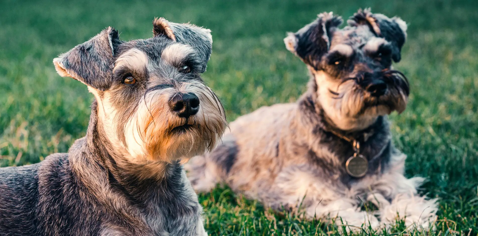 Downtown Hound Dog and Cat Grooming